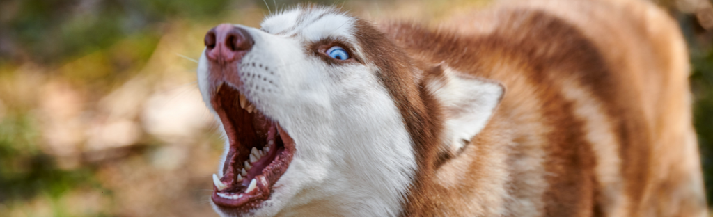 Pepper Spray for Animal Defense: What to Know